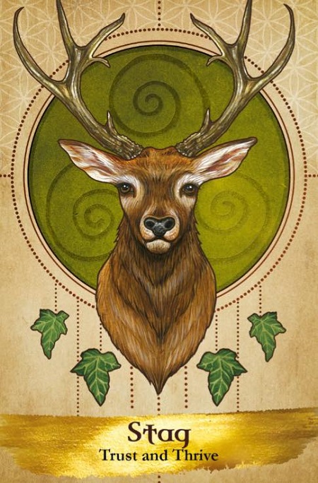 Daily Message Stag